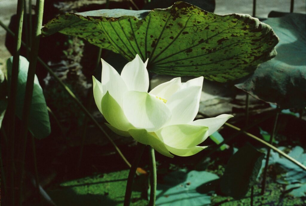 Care For Domino Peace Lily
