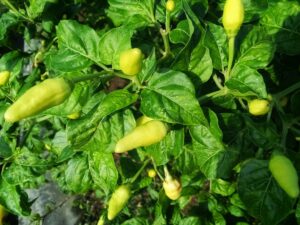 7 Best Methods To Care For Chili Plants In Pots
