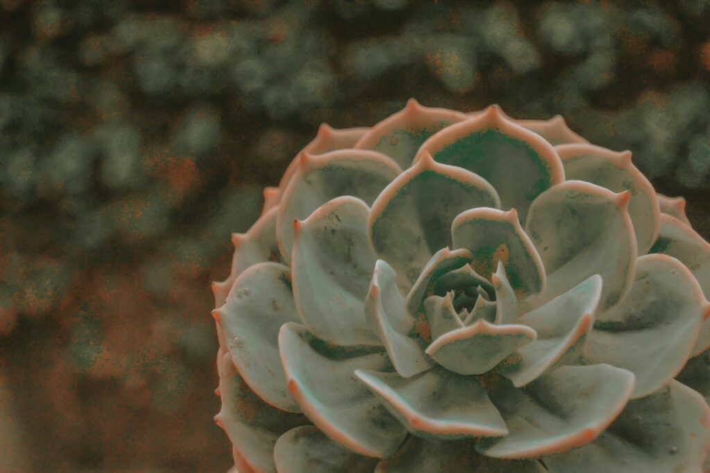 Revive A Dying Echeveria