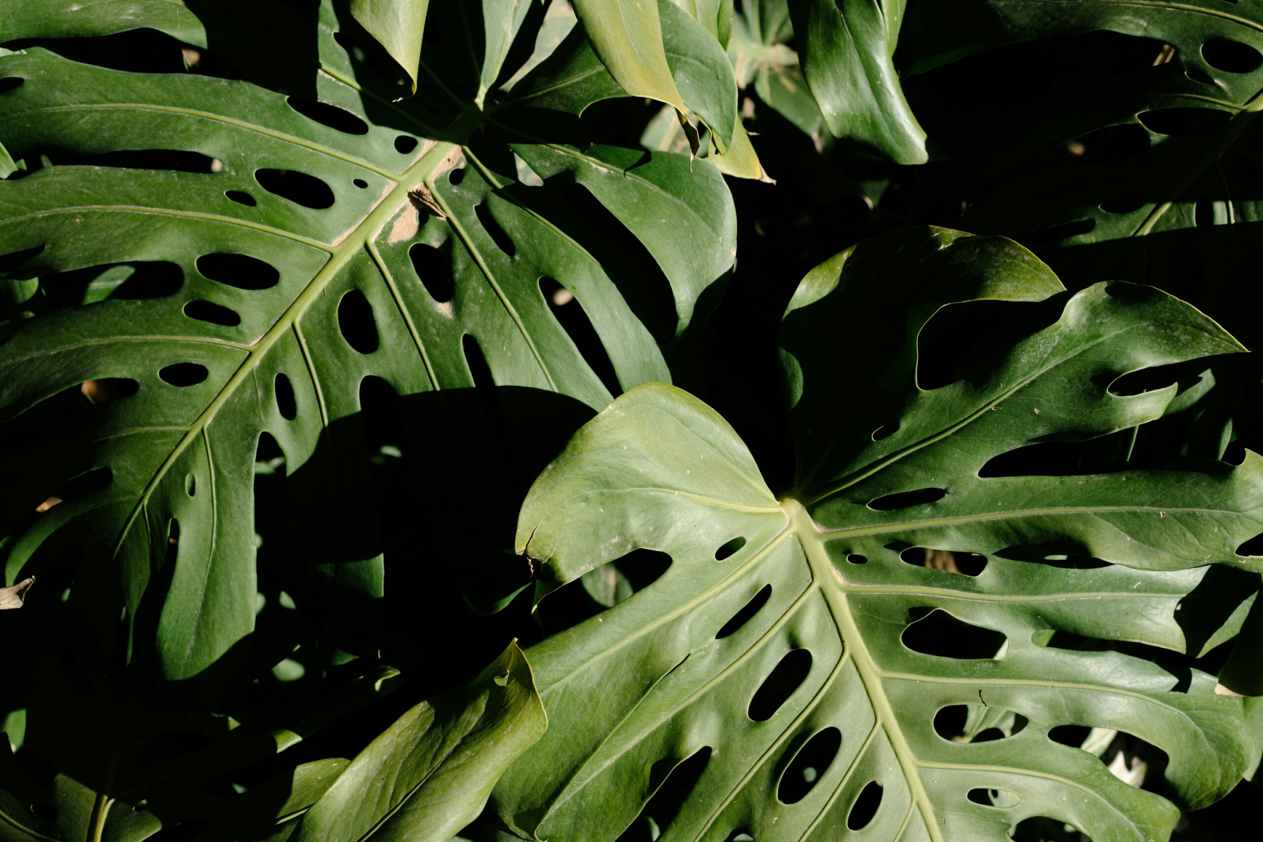 Care For Philodendron Burle Marx Plant