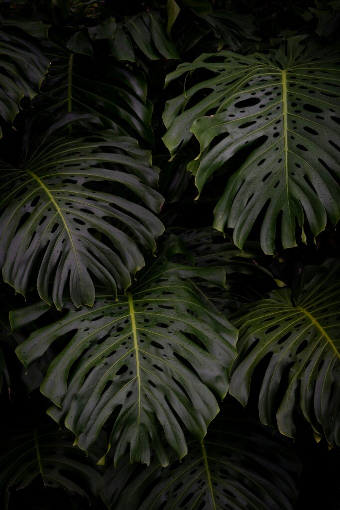 Make Your Monstera Bushier