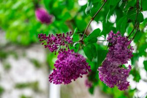 How To Prevent Lilac Leaves From  Turning Brown