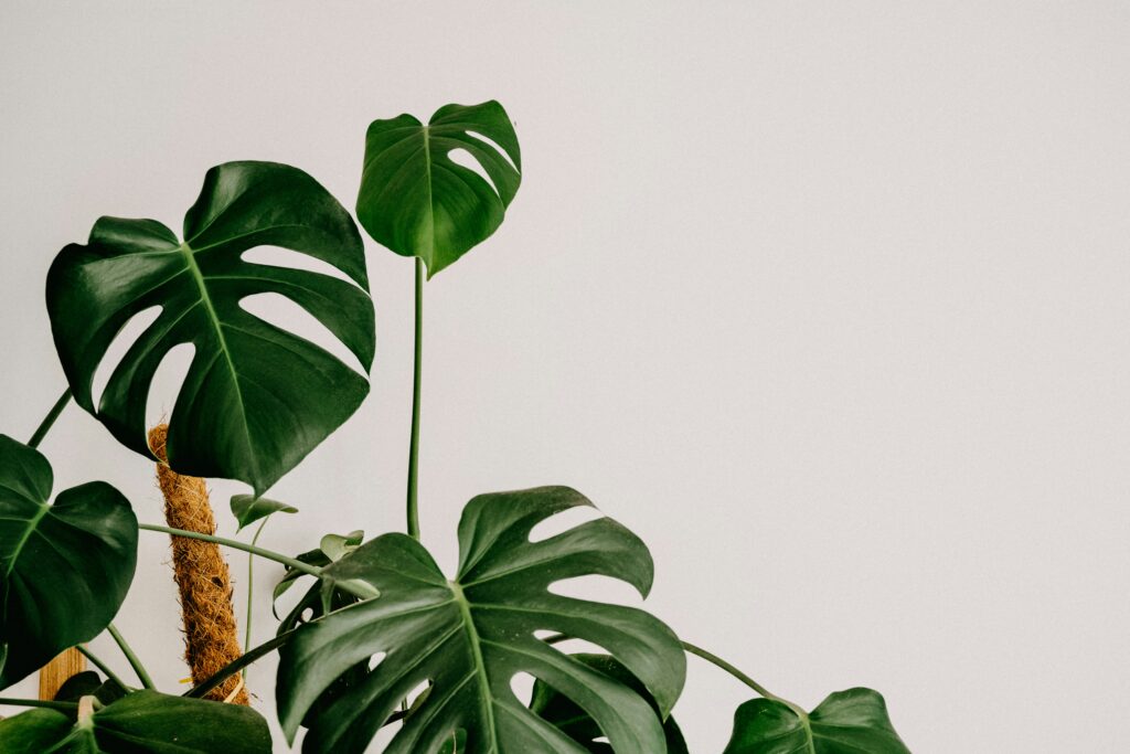 Make Your Monstera Bushier