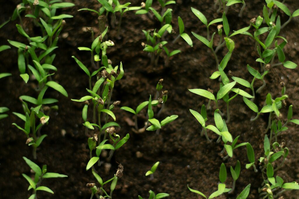 bell pepper from seeds
