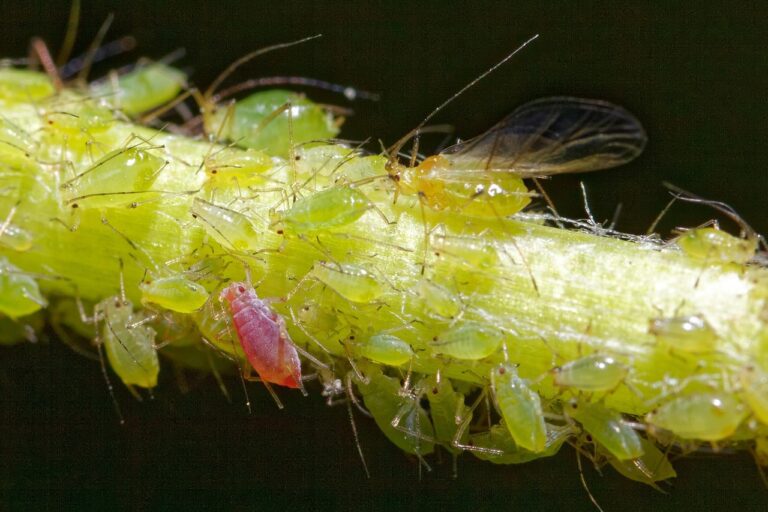 aphid-5154237_1280