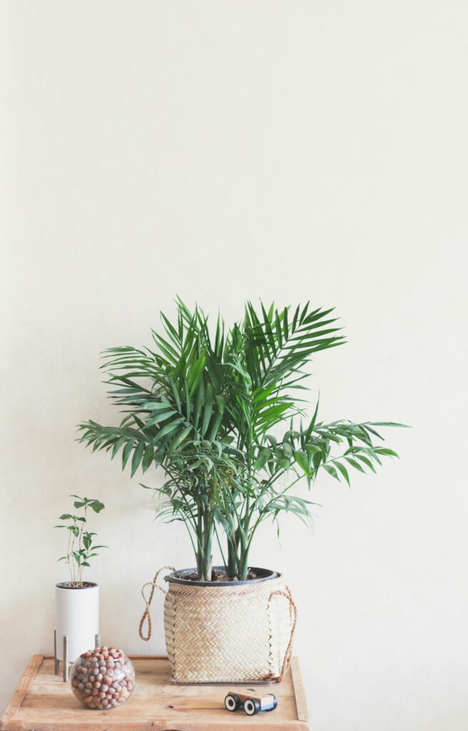 Air-Purifying Plants