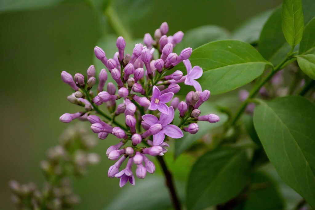 Lilac leaves From  Turning Brown