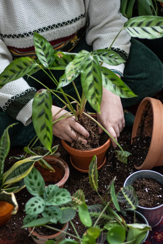 Repotting Mistakes