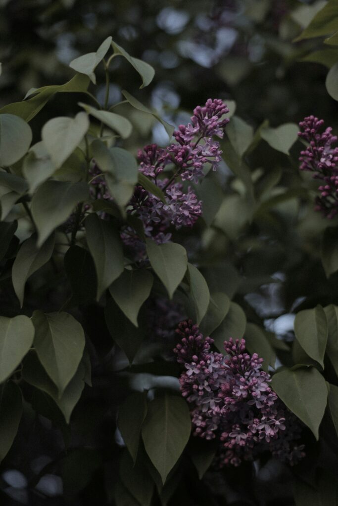 Lilac leaves From  Turning Brown