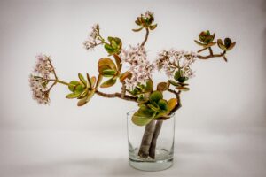 Tips to Make a Jade Plant Bloom