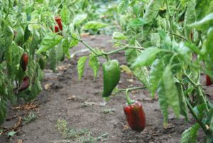 How to start growing bell pepper from seeds