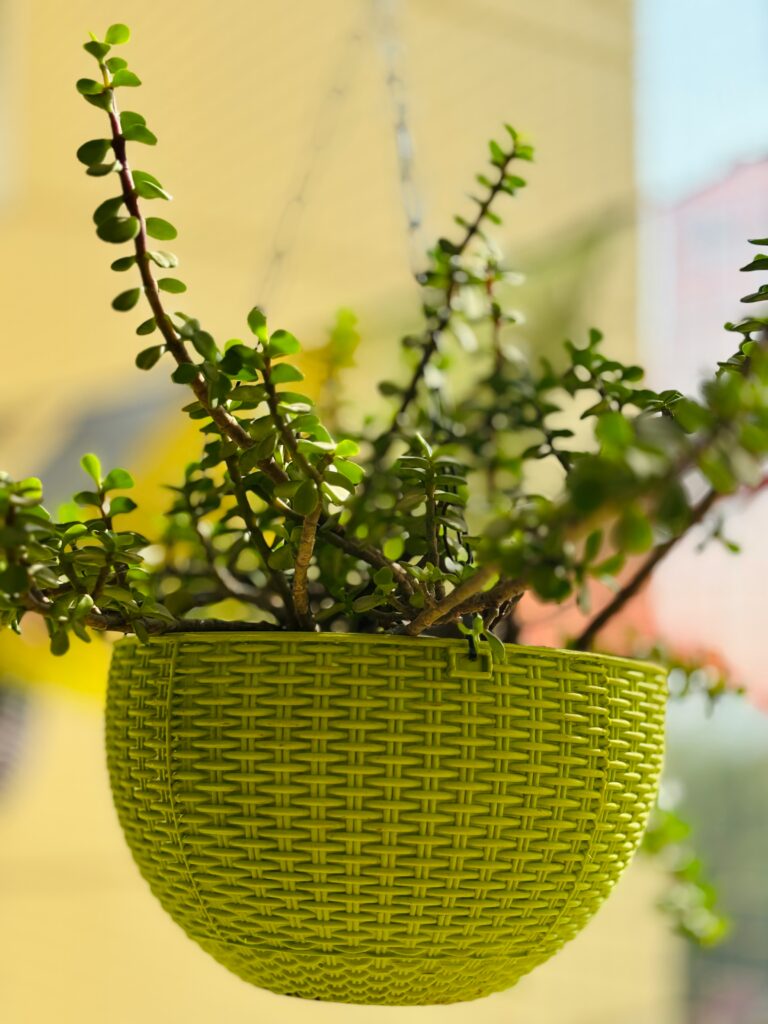 Jade Plant Bloom