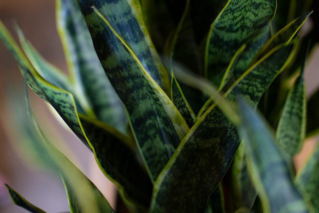 Air-Purifying Plants