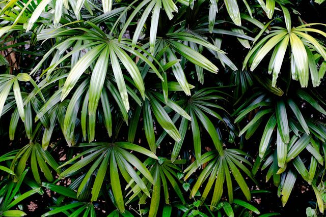 Air-Purifying Plants