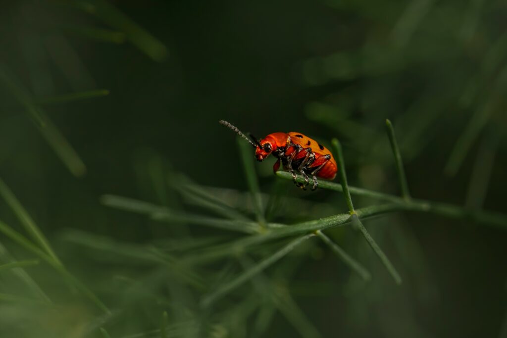 Common Houseplant Pests