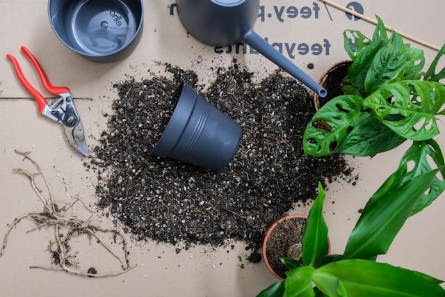 Repotting Mistakes