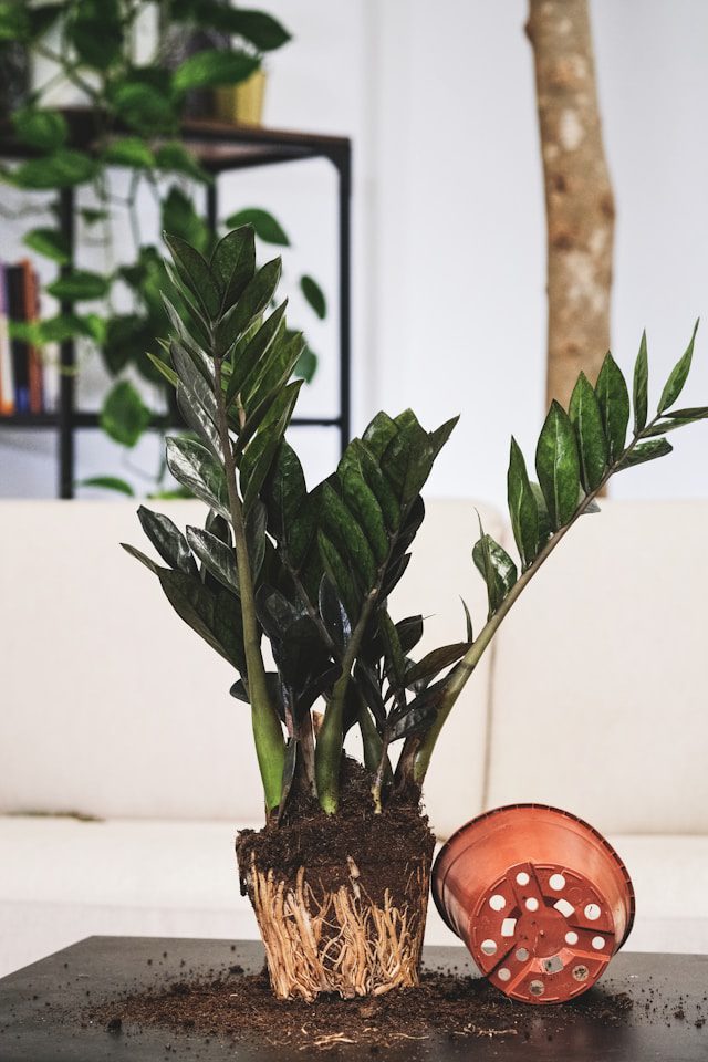 Repotting Mistakes
