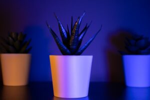 How Many Lumens do Plants Need?