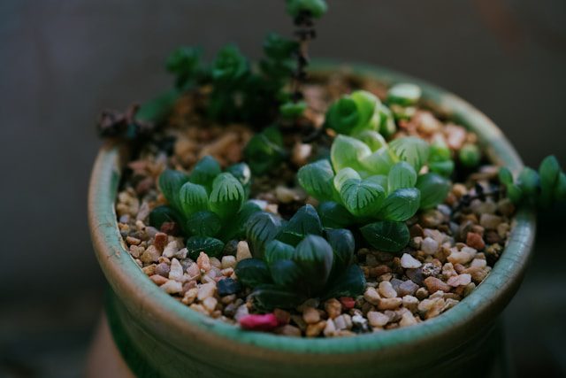 Create a Pebble Tray