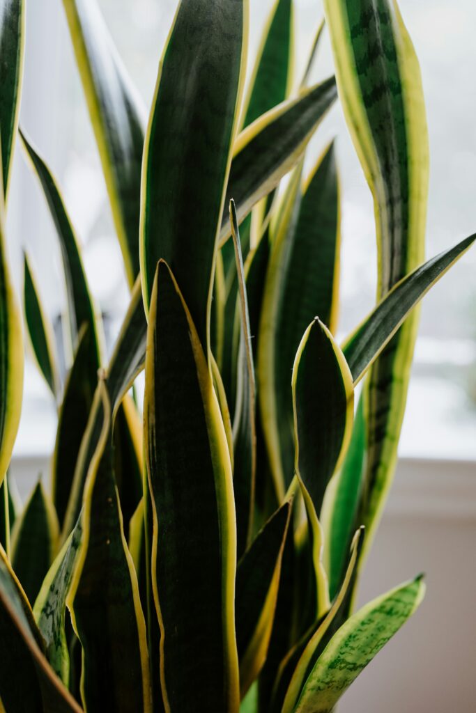 Fix Wrinkling Snake Plant Leaves