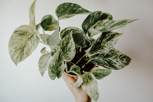 Air-Purifying Plants