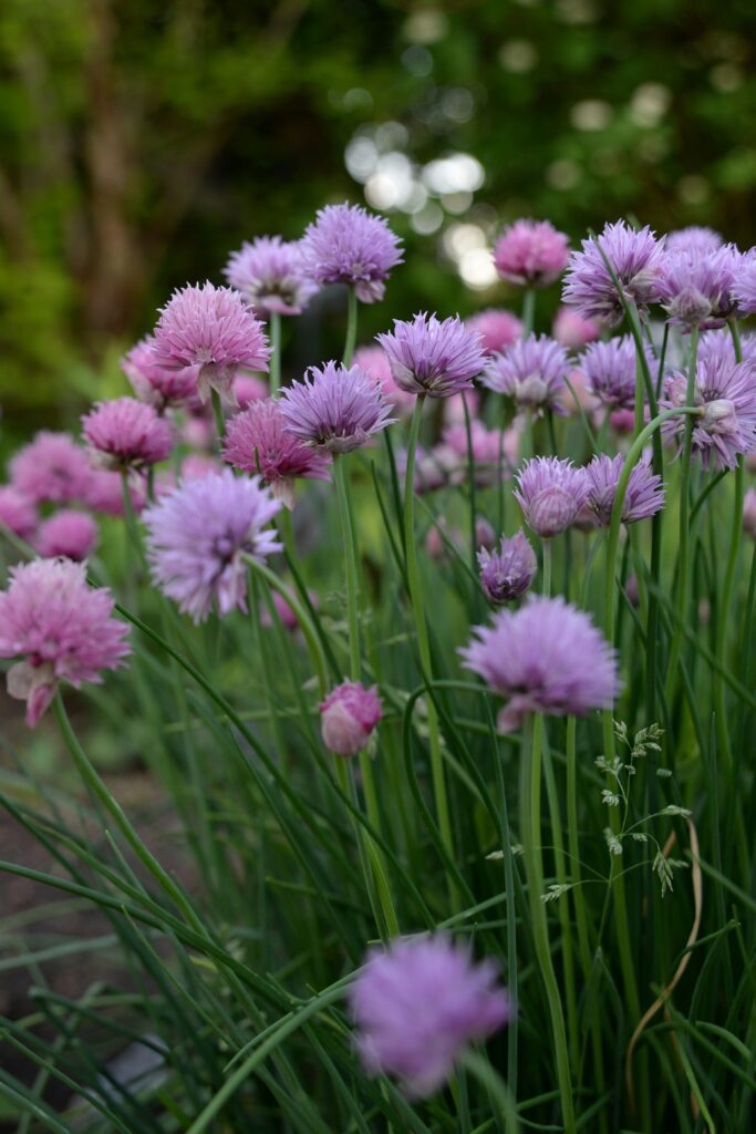 Planting Chive Seeds