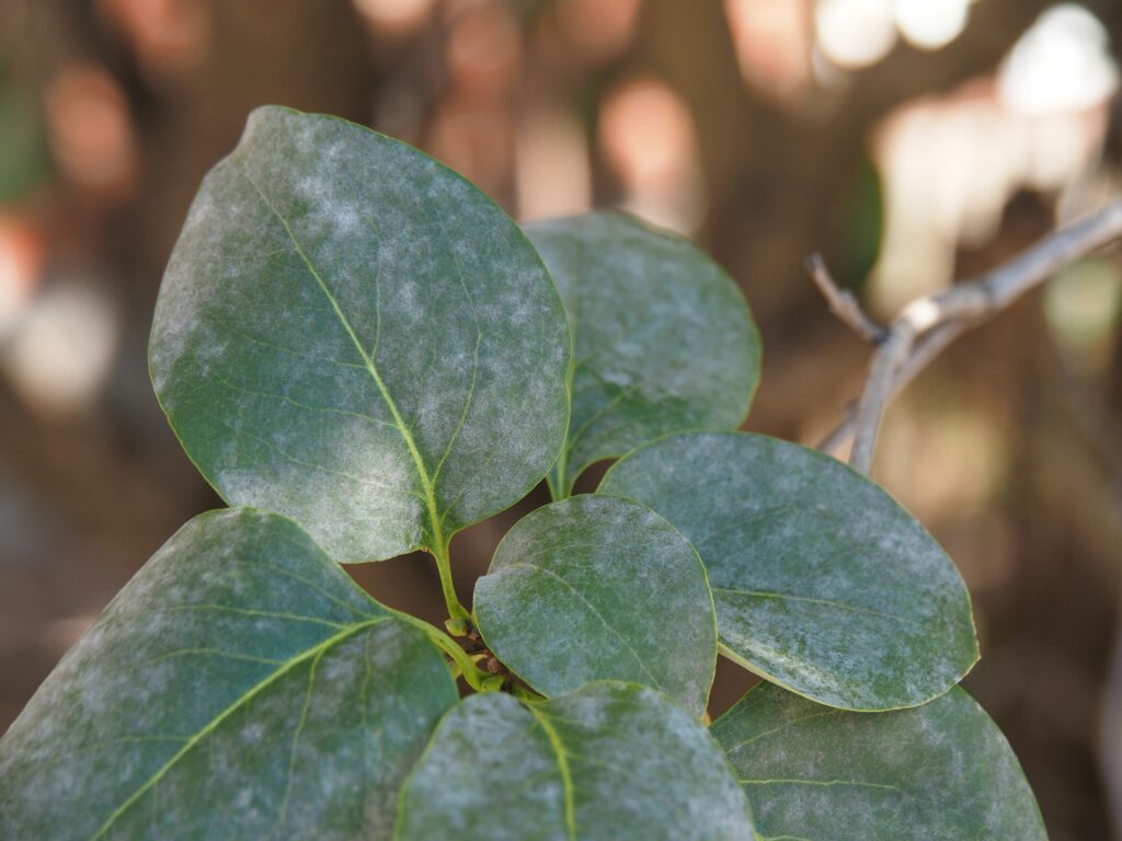 Lilac leaves From  Turning Brown
