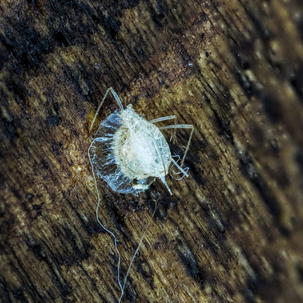 Houseplant Pests