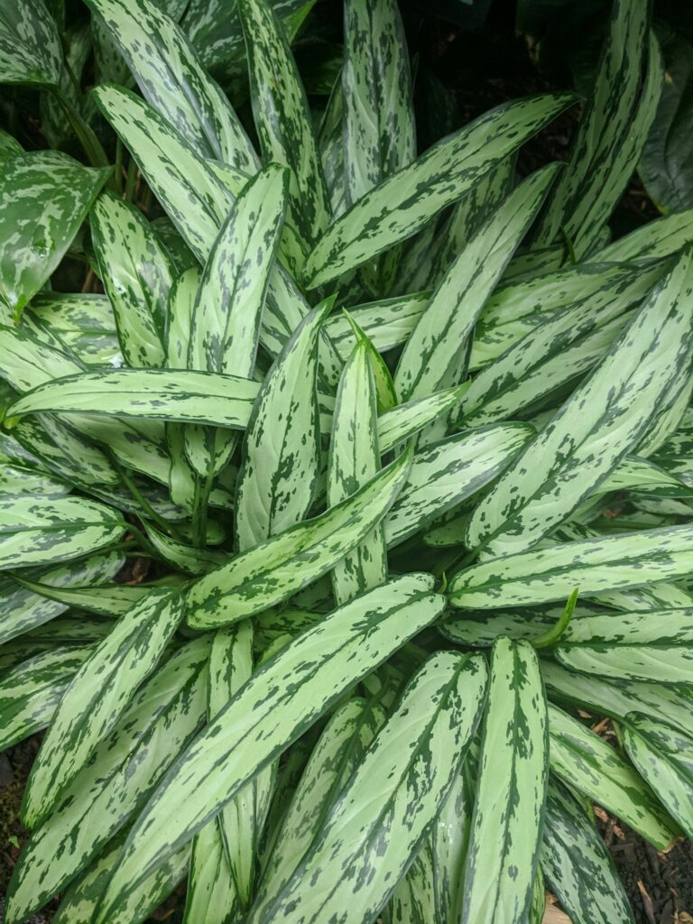 Air-Purifying Plants