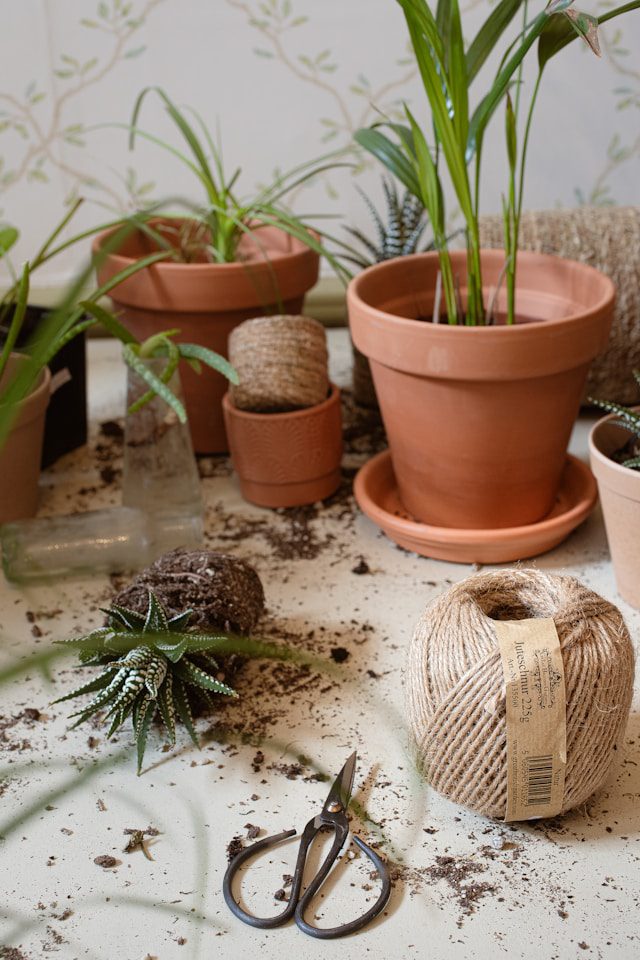 Repotting Mistakes