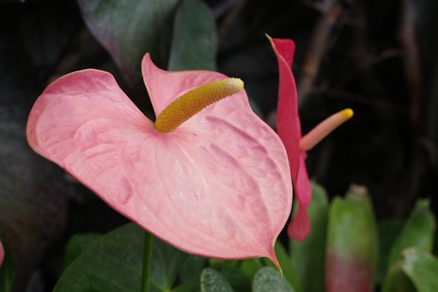 Air-Purifying Plants