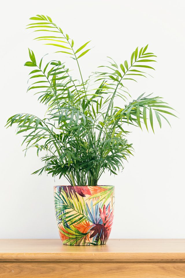 Air-Purifying Plants