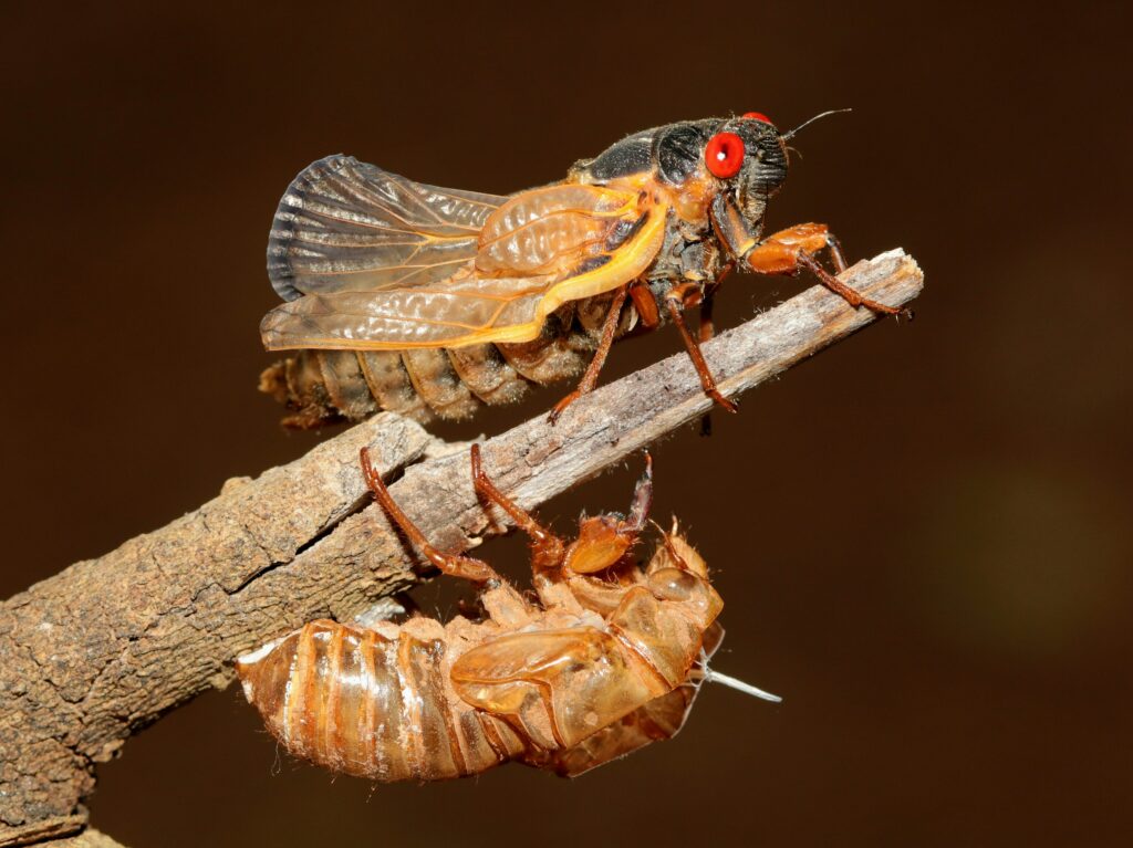 Common Houseplant Pests