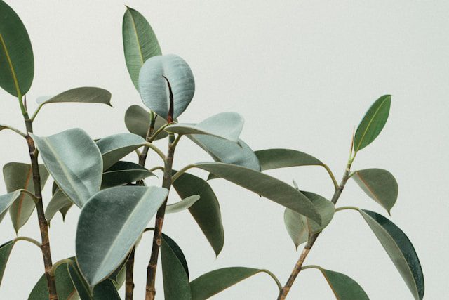 Propagate a Rubber Plant Tree