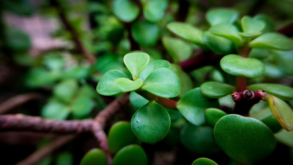 Jade Plant Bloom