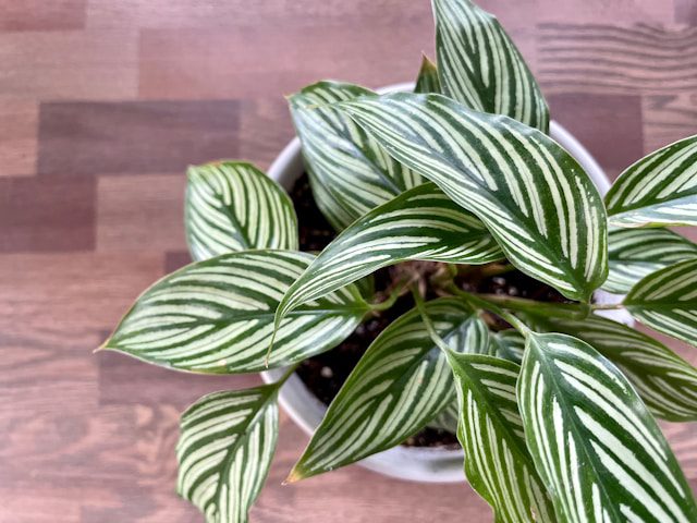Air-Purifying Plants