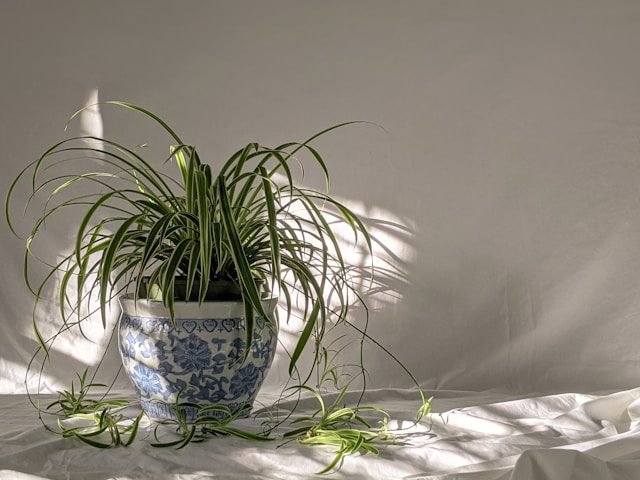 Air-Purifying Plants