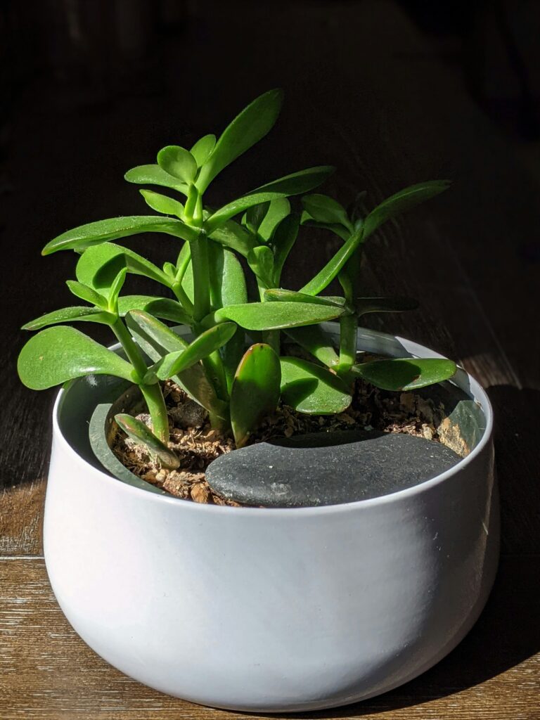 Jade Plant Bloom