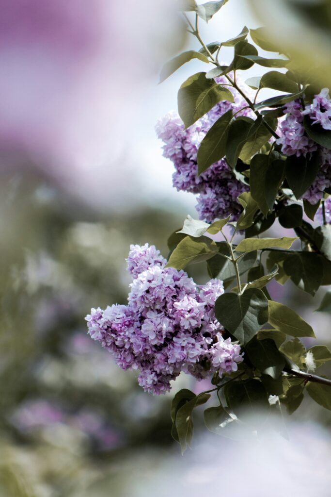 Lilac leaves From  Turning Brown