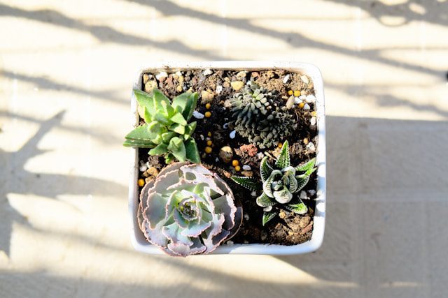 Create a Pebble Tray