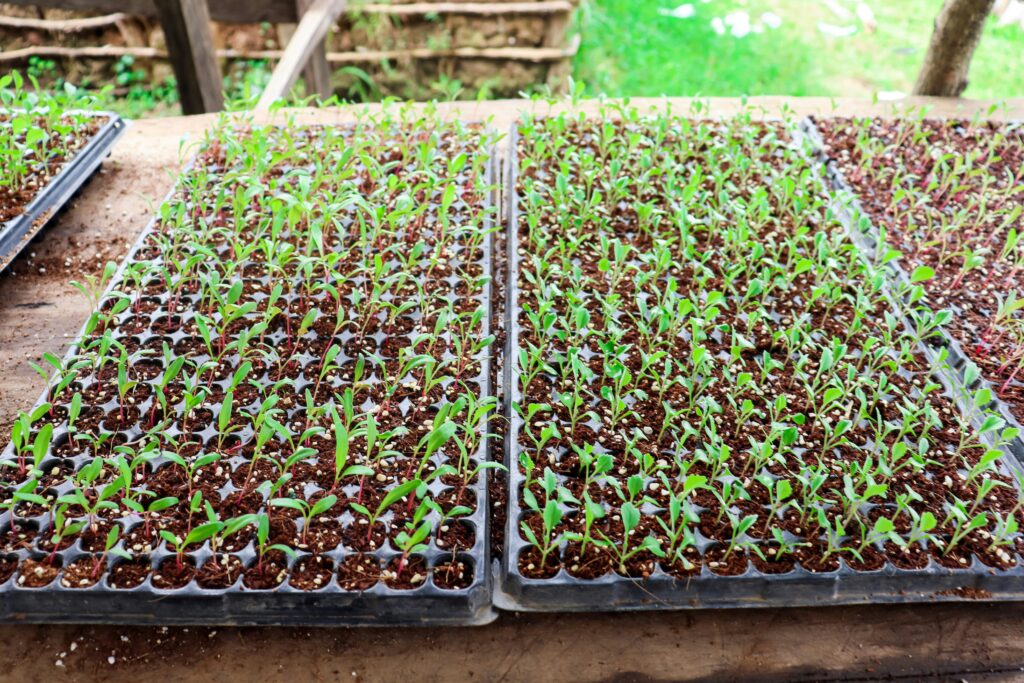 Planting Chive Seeds