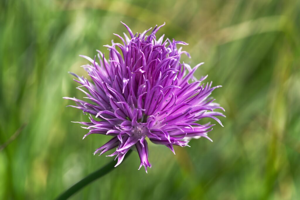 Planting Chive Seeds