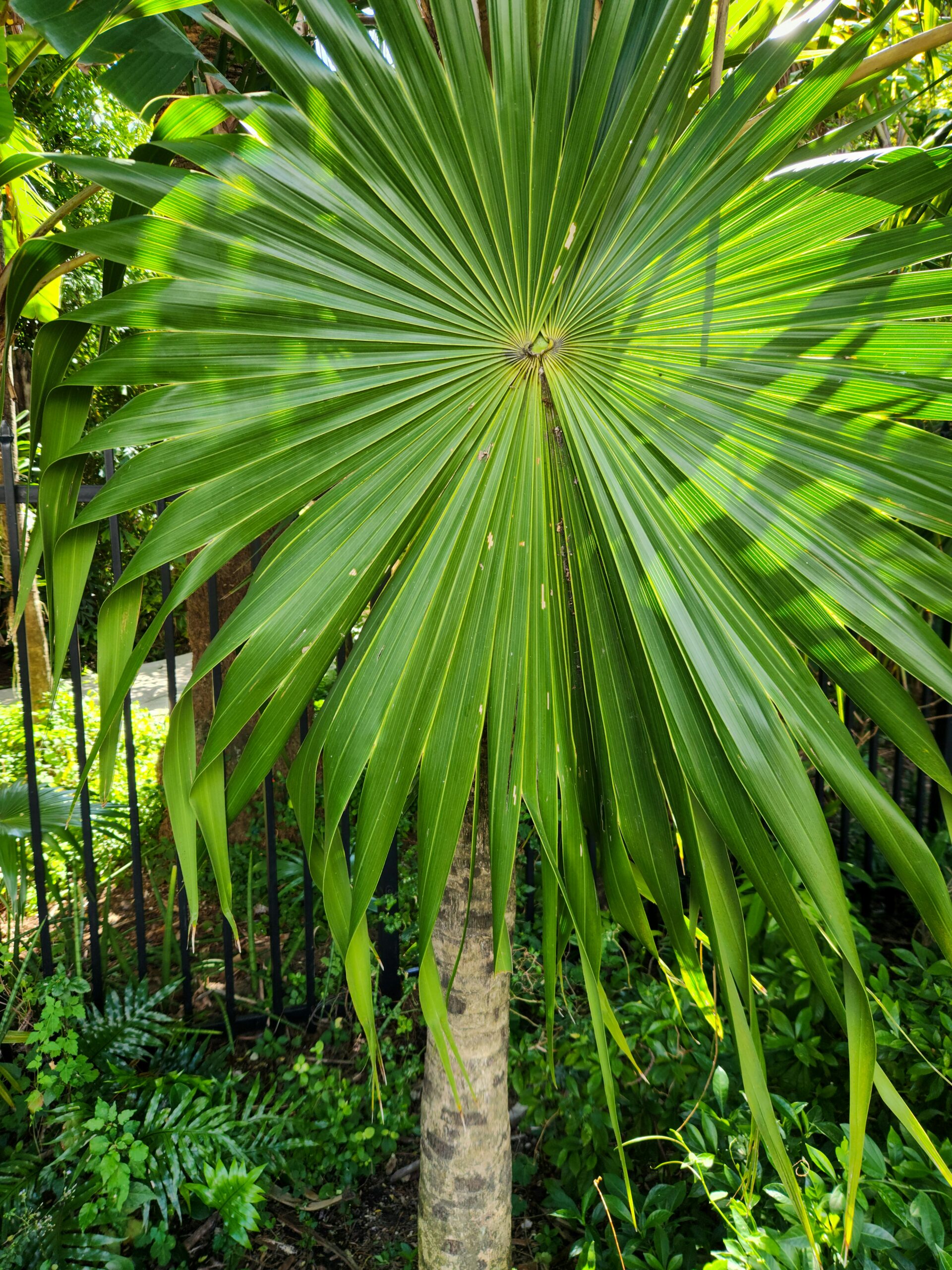Air-Purifying Plants