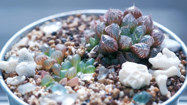 Create a Pebble Tray