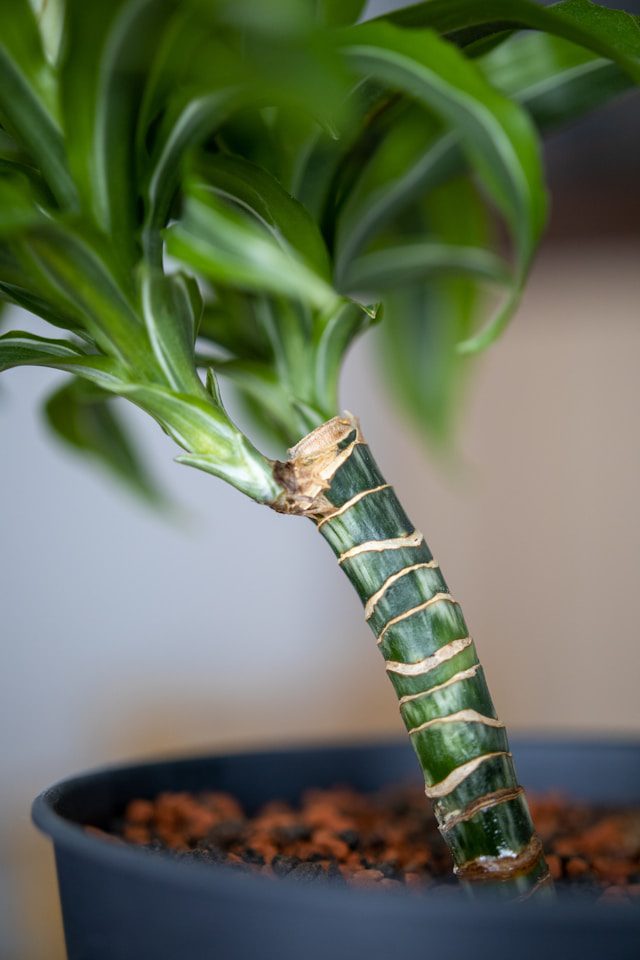 Moisture Absorbing Bathroom Plants