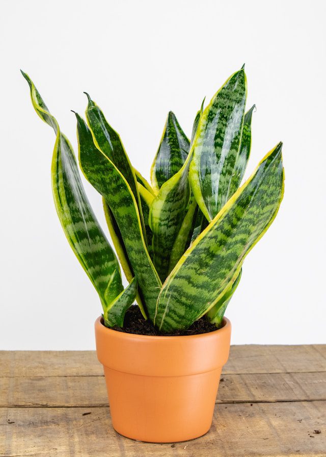 Indoor Plants for Cold Temperatures