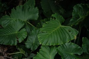 How to Grow and Care for Elephant Ear Plant