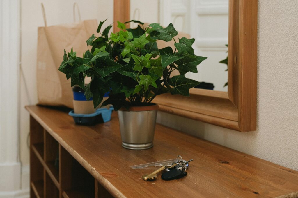 Mistakes to Avoid When Growing English Ivy