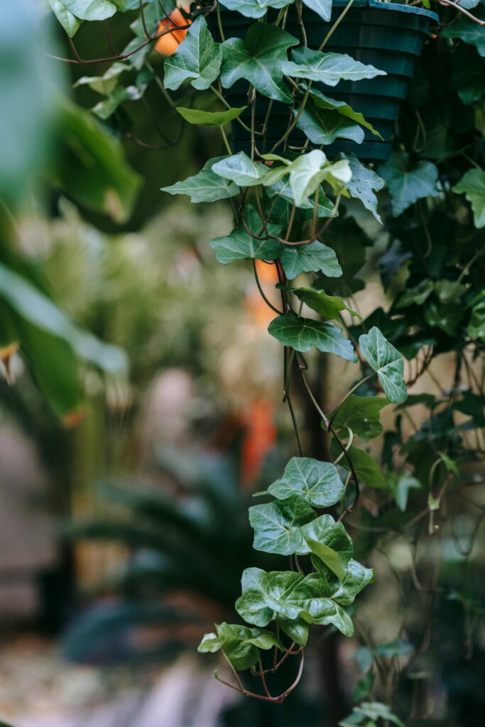 Mistakes to Avoid When Growing English Ivy