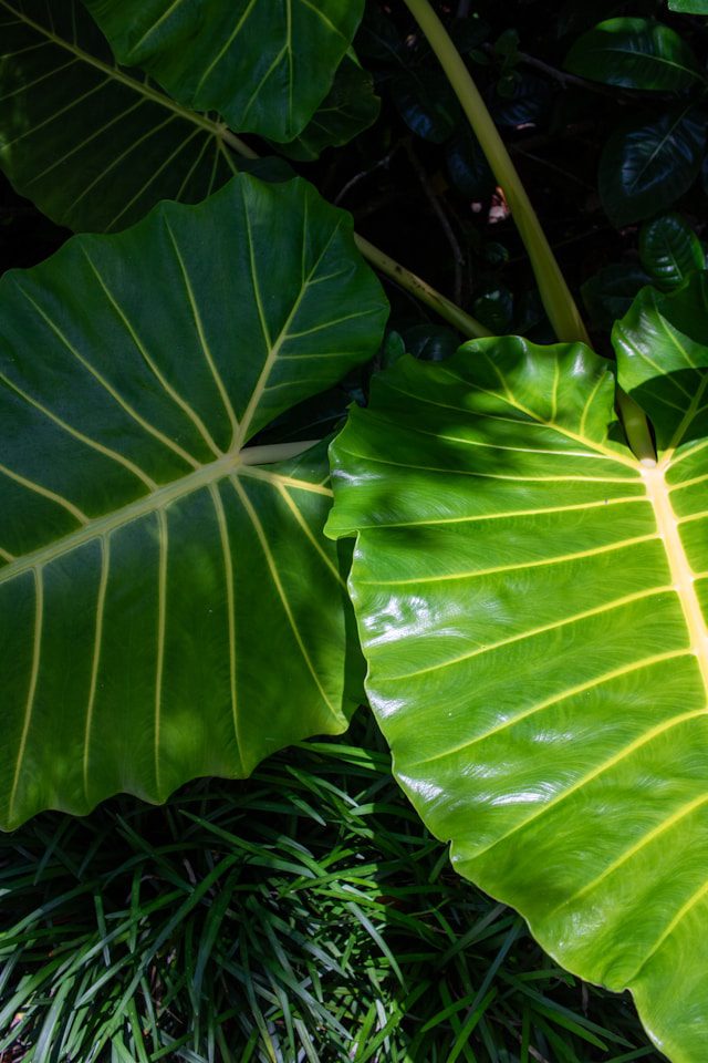 Care for Elephant Ear Plant
